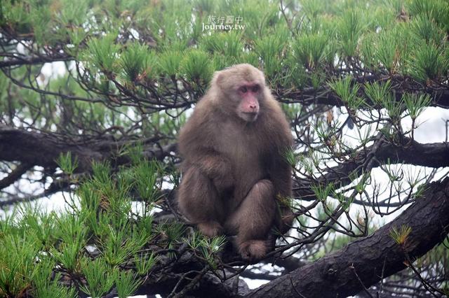 中国安徽省、黄山|爬上震撼中国的第一奇山・黄山